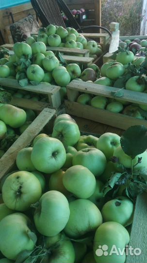 Яблоки деревенские