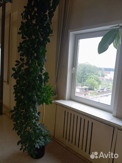 Комнатные цветы