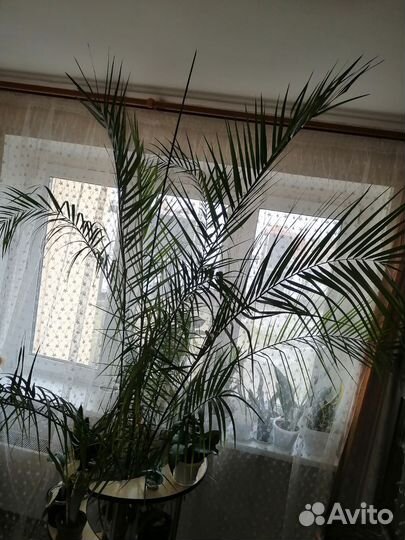Финиковая пальма