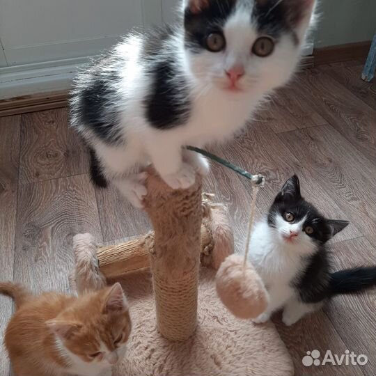 Котята 2 месячные