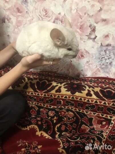 Шиншилла