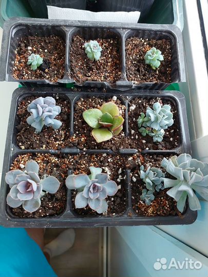 Суккуленты