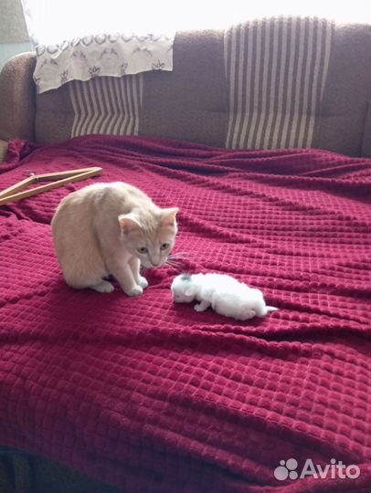Отдам в добрые руки котенка, девочка