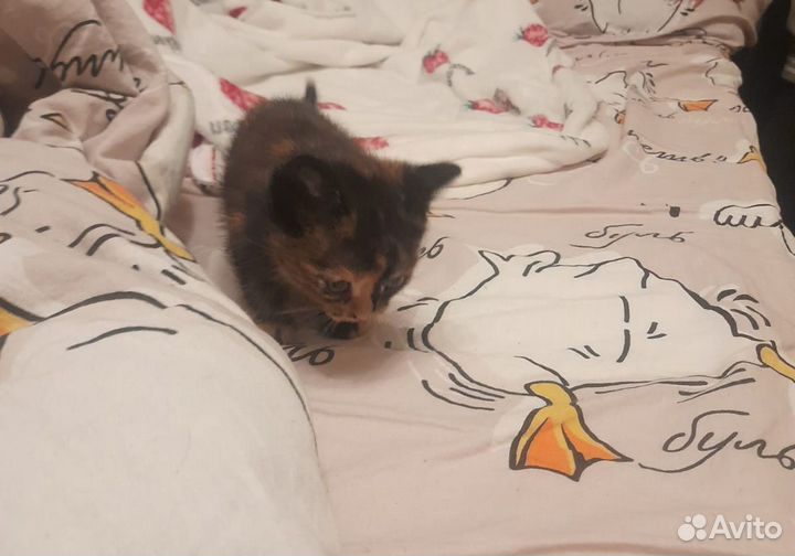 Продам котенка