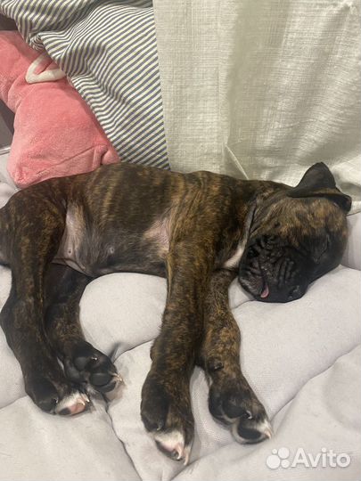 Боксер на вязку