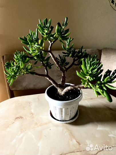 Крассула Коралл