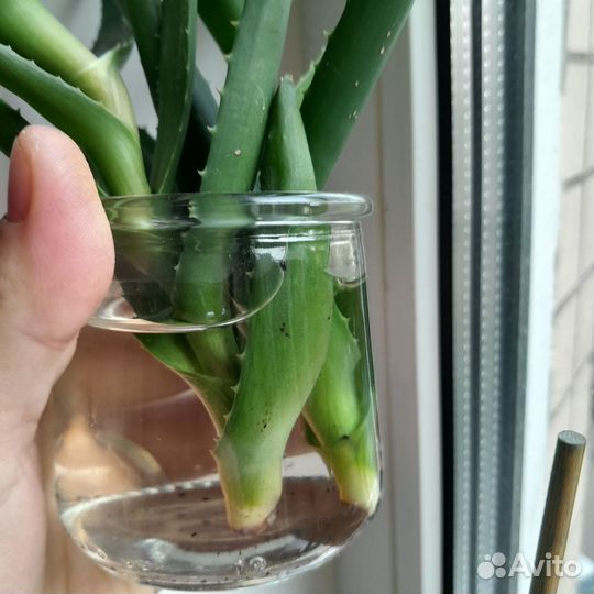 Алоэ комнатное растение рассада и готовые горшки