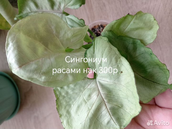 Комнатные цветы