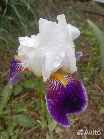Ирисы бородатые