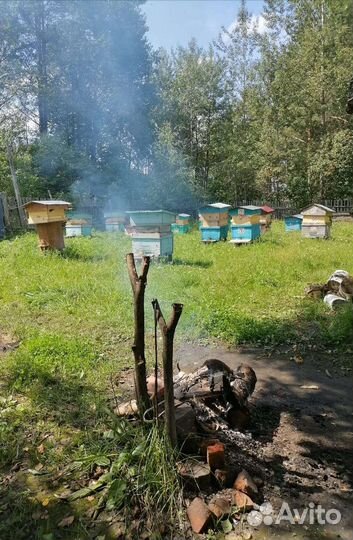 Мёд гречишный