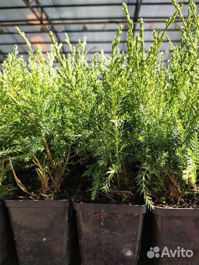 Можжевельник Виргинский Хетц Р9/25-35