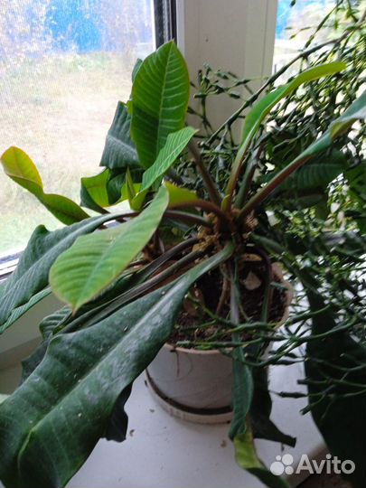 Диффенбахия