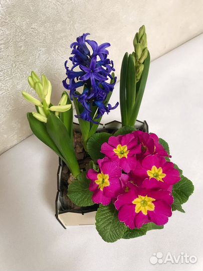 Цветы гиацинты к 8 марта