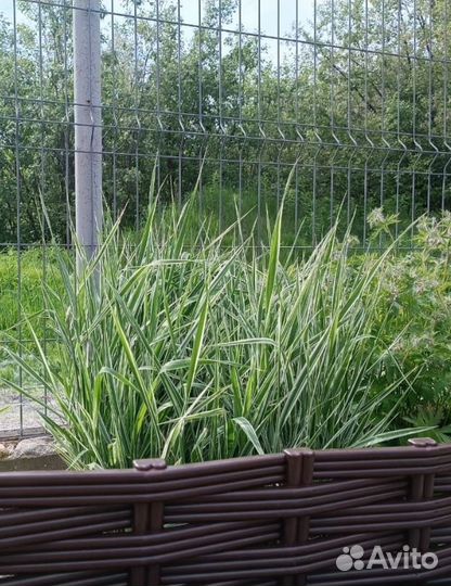 Многолетние садовые цветы