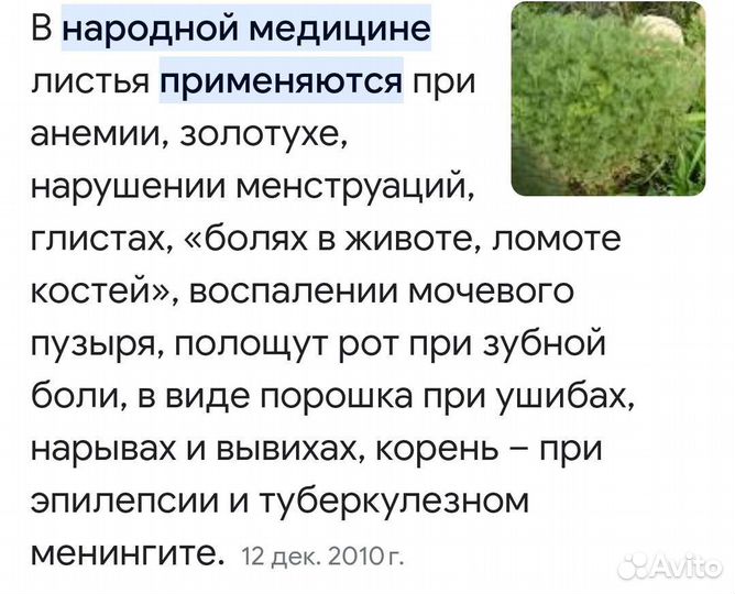 Ромашка крупная,'божье дерево