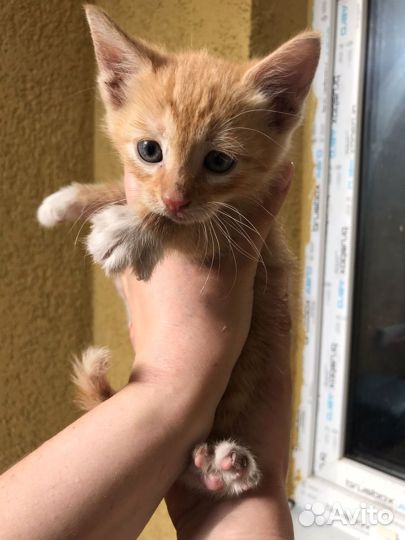 Рыжий котенок