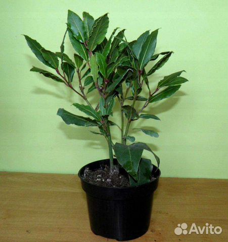 Саженцы лавра благородного