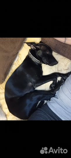 Собака Ксоло