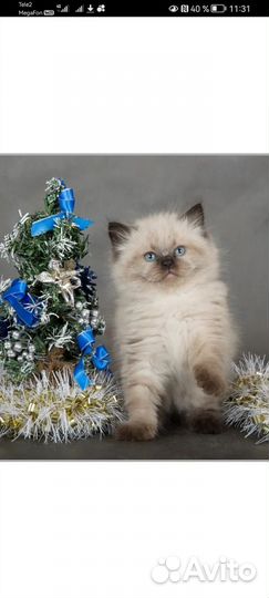 Продам котят