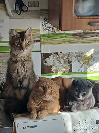 Отдам бесплатно в хорошие руки