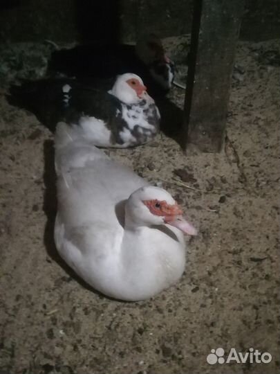 Домашняя птица