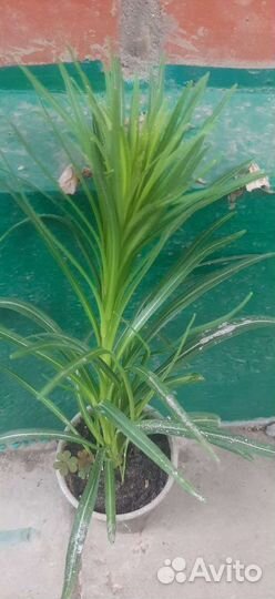 Лиатрис сиката многолетник или пылающая звезда