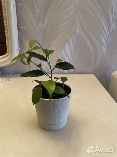 Фикусы бенджамина