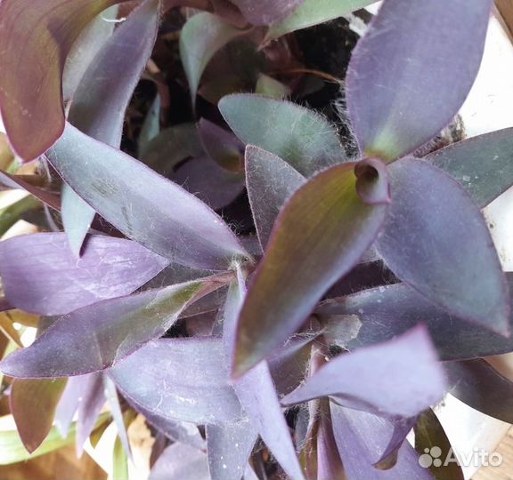Традесканция Сеткреазия пурпурная