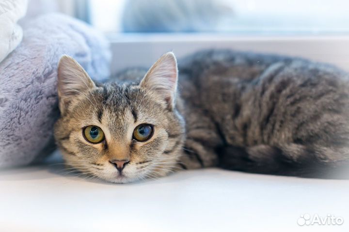 Котенок Мила