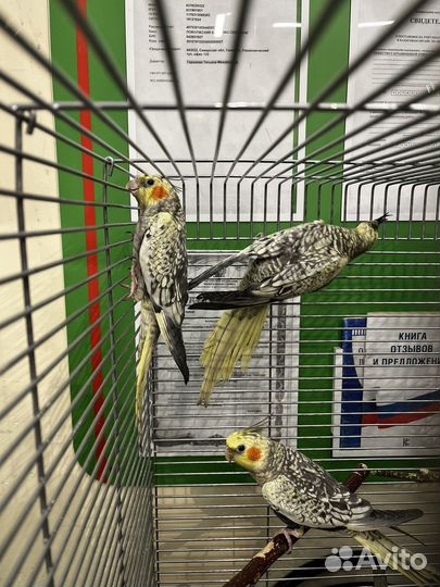 Попугай корелла