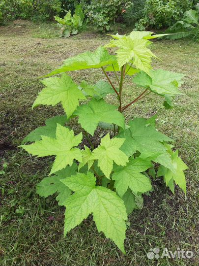 Растения для сада Клен малина, осока декорат и др