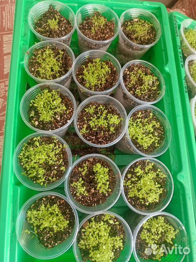 Рассада лобелии