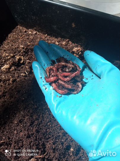 Червь Дендробена для рыбалки