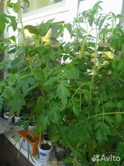 Рассада помидор