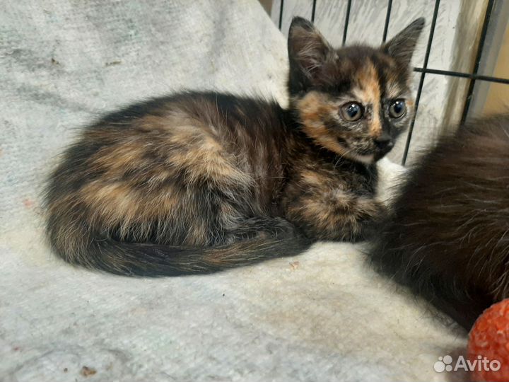 Кошка в дар бесплатно