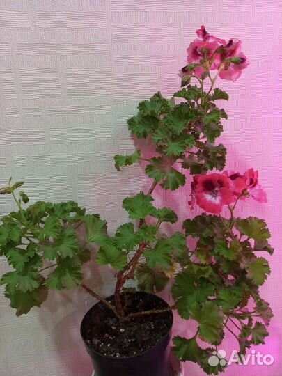 Королевская пеларгония