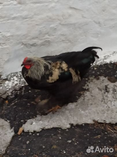 Куры и петухи