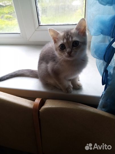 Шотландские котятки