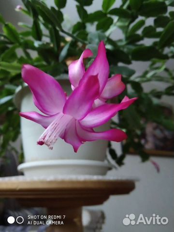 Декабрист классический