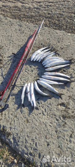 Обучение и сопровождение подводной охоты