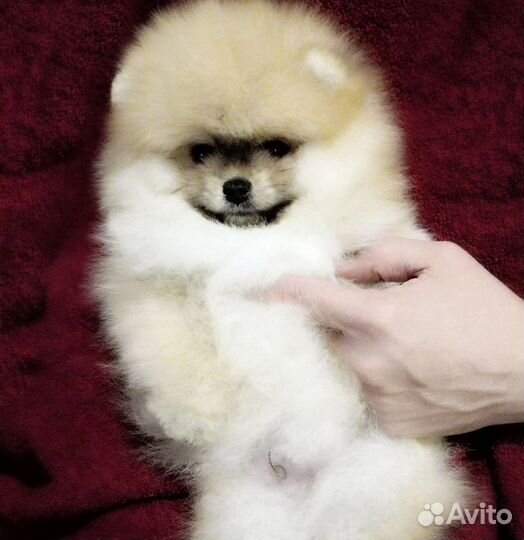 Мальчишечка пом шпиц
