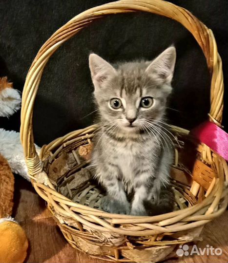 Котята мальчик и девочка 1,5 месяца