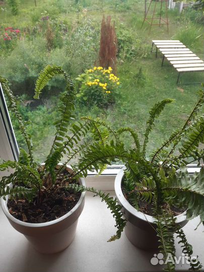 Папоротник