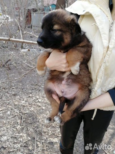 Щенки в добрые руки