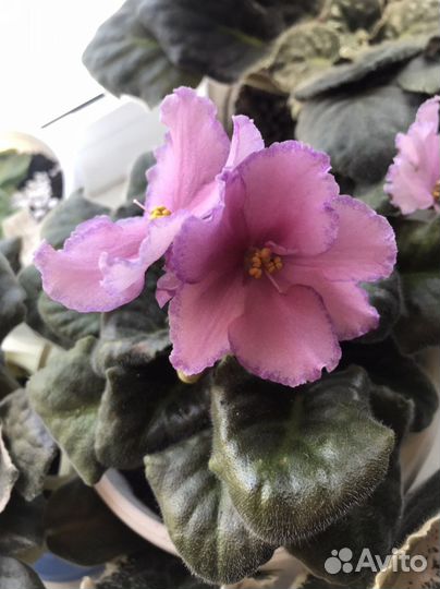 Фиалки сортовые