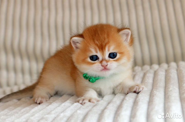 Мальчик золотая британская шиншила