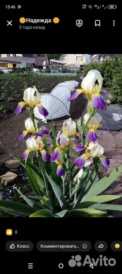 Ирисы