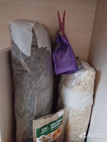 Хомяк джунгарский