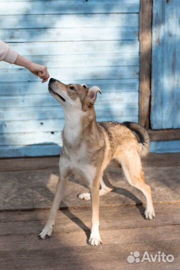 Метис овчарки ищем дом