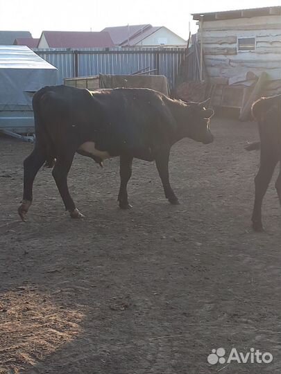 Быки и телки